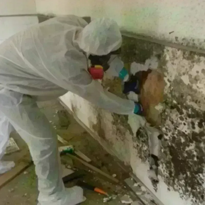 Mold Remediation and Removal in Douglass, KS